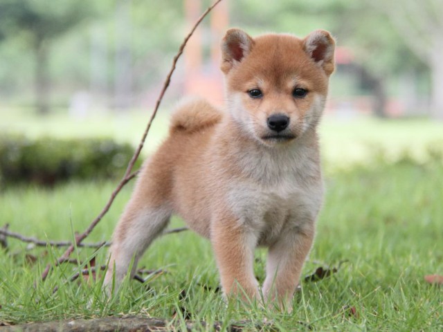 IMG_7546-shibainu-koinu IMG_7546-shibainu-koinu