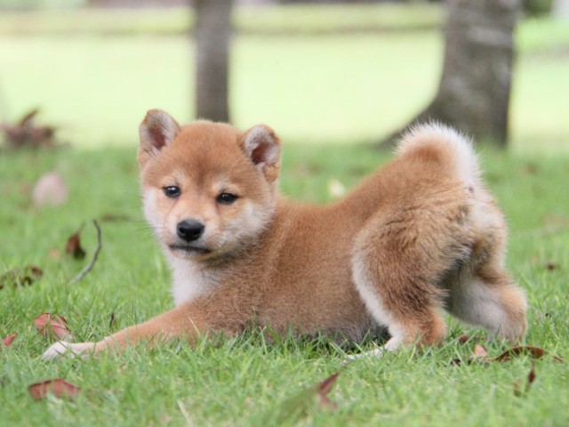 IMG_7556-shibainu-koinu IMG_7556-shibainu-koinu