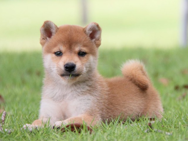 IMG_7567-shibainu-koinu IMG_7567-shibainu-koinu