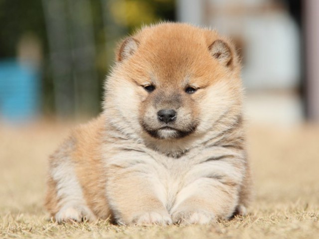 IMG_7569-shibainu-koinu IMG_7569-shibainu-koinu