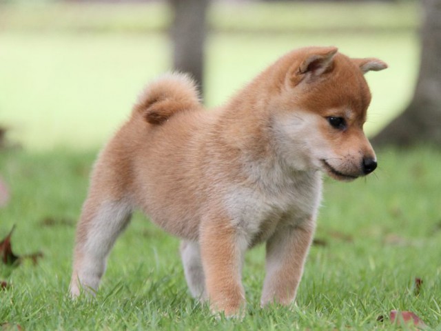 IMG_7578-shibainu-koinu IMG_7578-shibainu-koinu
