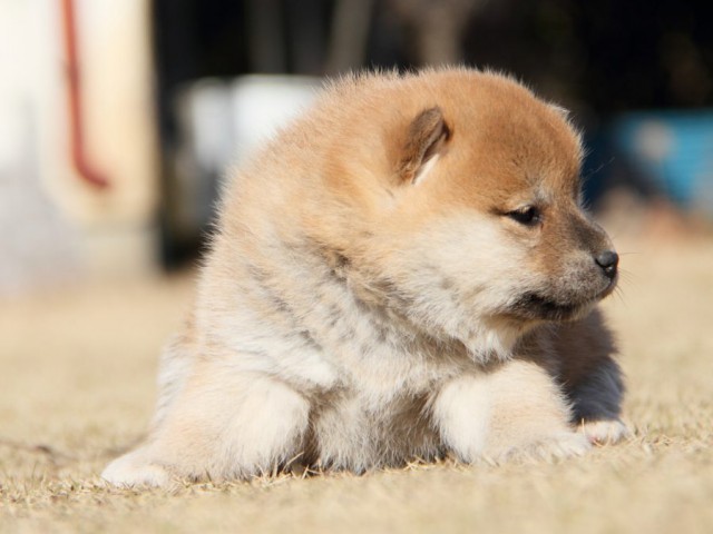 IMG_7587-shibainu-koinu IMG_7587-shibainu-koinu
