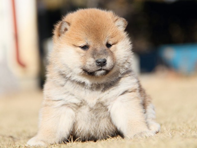 IMG_7589-shibainu-koinu IMG_7589-shibainu-koinu