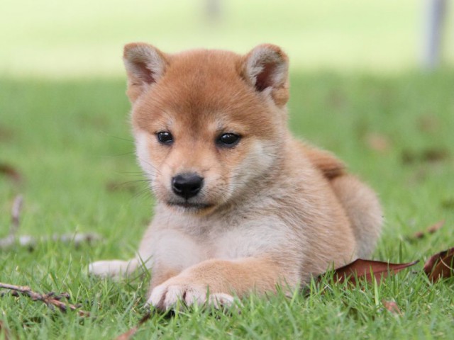 IMG_7609-shibainu-koinu IMG_7609-shibainu-koinu
