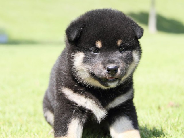 IMG_7617-shibainu-koinu IMG_7617-shibainu-koinu