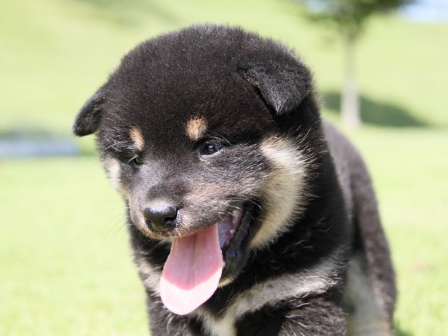 IMG_7643-shibainu-koinu IMG_7643-shibainu-koinu
