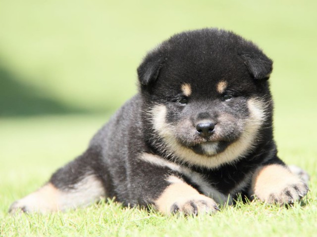 IMG_7664-shibainu-koinu IMG_7664-shibainu-koinu