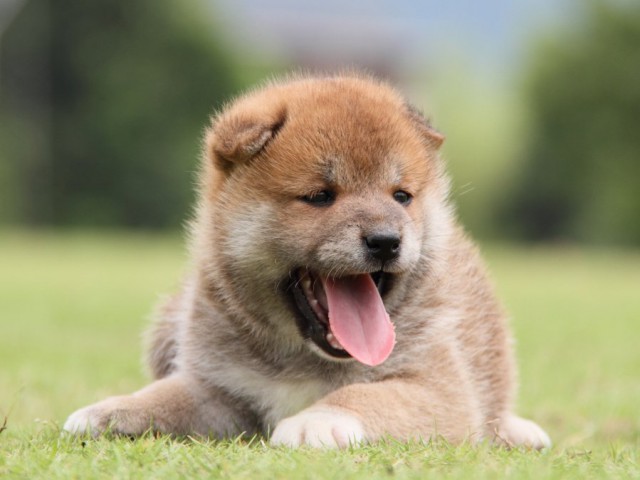 IMG_7737-shibainu-koinu IMG_7737-shibainu-koinu