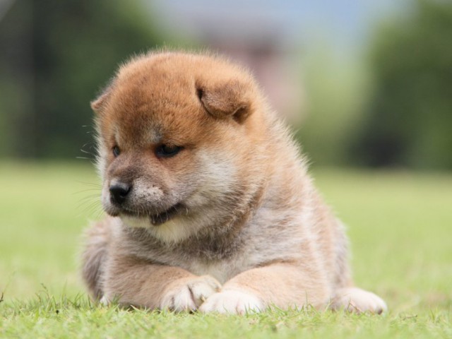 IMG_7750-shibainu-koinu IMG_7750-shibainu-koinu