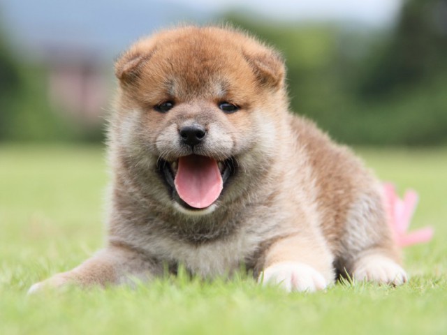 IMG_7774-shibainu-koinu IMG_7774-shibainu-koinu