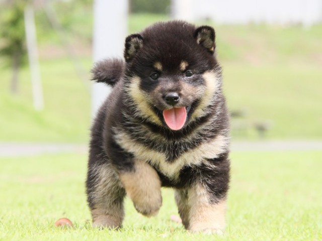 IMG_7799-shibainu-koinu IMG_7799-shibainu-koinu