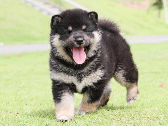 IMG_7853-shibainu-koinu IMG_7853-shibainu-koinu