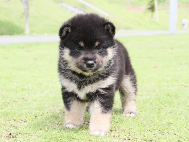 IMG_7857-shibainu-koinu IMG_7857-shibainu-koinu