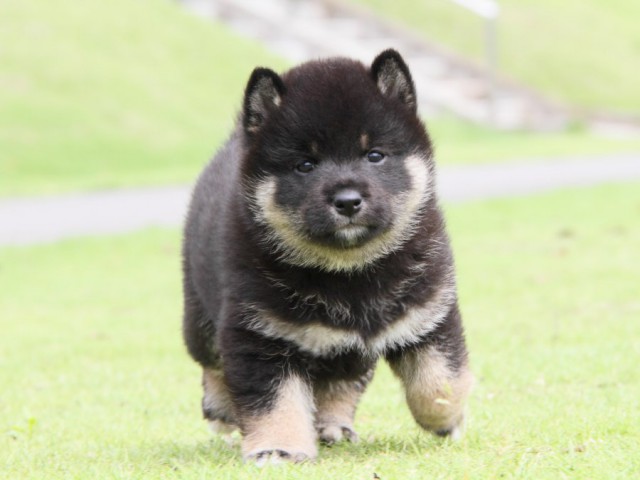 IMG_7938-shibainu-koinu IMG_7938-shibainu-koinu