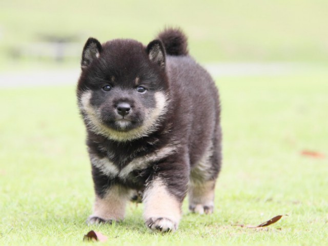 IMG_7956-shibainu-koinu IMG_7956-shibainu-koinu