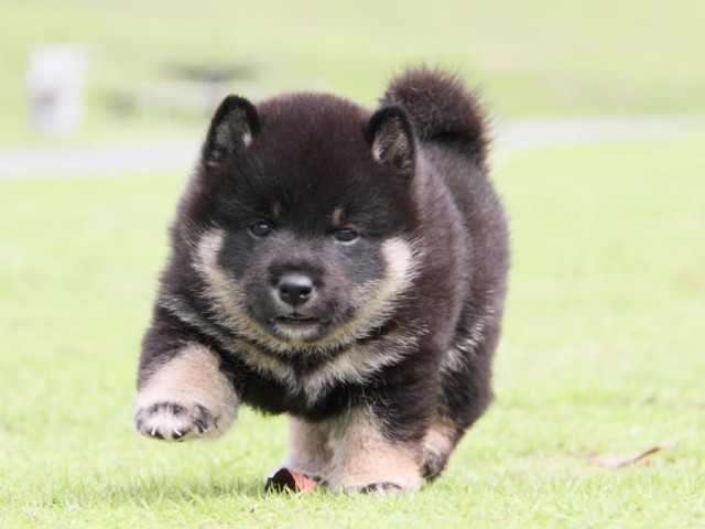 IMG_7960-shibainu-koinu IMG_7960-shibainu-koinu