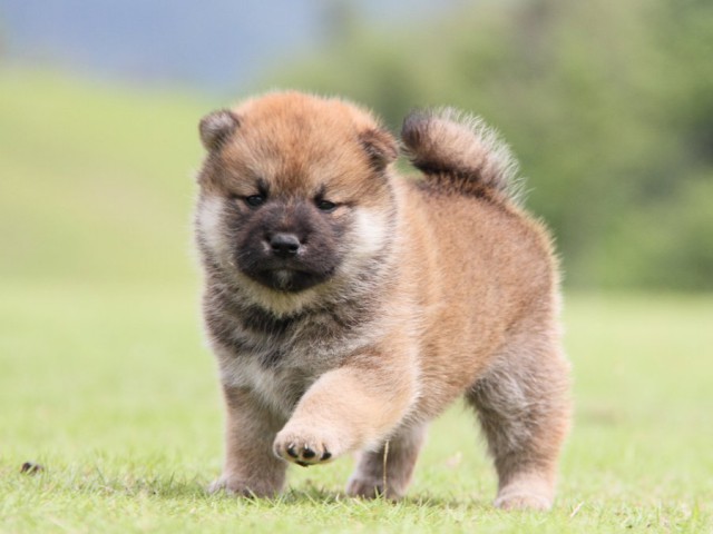 IMG_8027-shibainu-koinu IMG_8027-shibainu-koinu