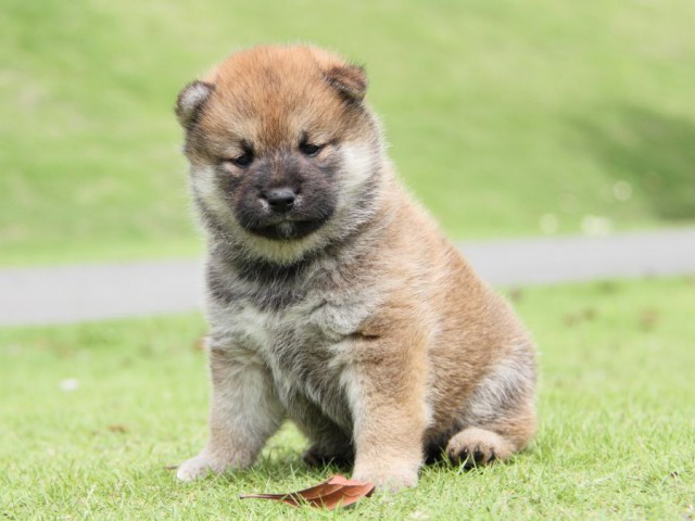 IMG_8052-shibainu-koinu IMG_8052-shibainu-koinu