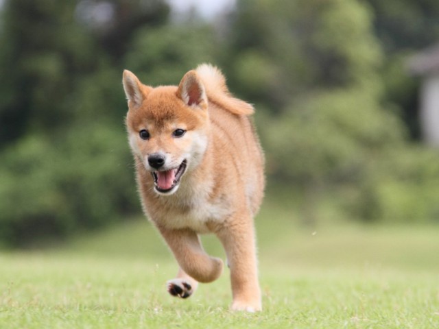 IMG_8073-shibainu-koinu IMG_8073-shibainu-koinu