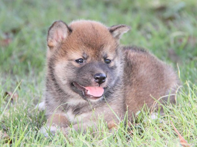 IMG_8097-shibainu-koinu IMG_8097-shibainu-koinu