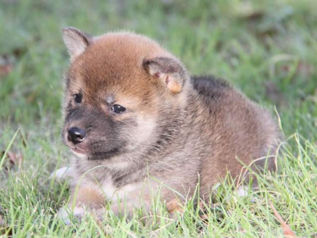 IMG_8105-shibainu-koinu IMG_8105-shibainu-koinu