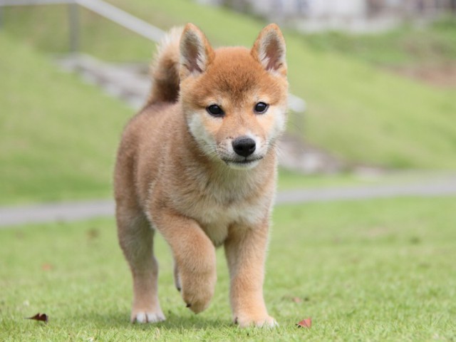 IMG_8106-shibainu-koinu IMG_8106-shibainu-koinu