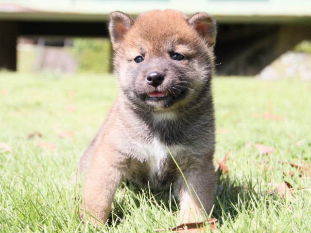 IMG_8137-shibainu-koinu IMG_8137-shibainu-koinu
