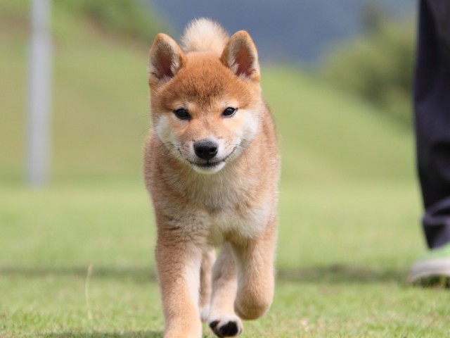 IMG_8154-shibainu-koinu IMG_8154-shibainu-koinu
