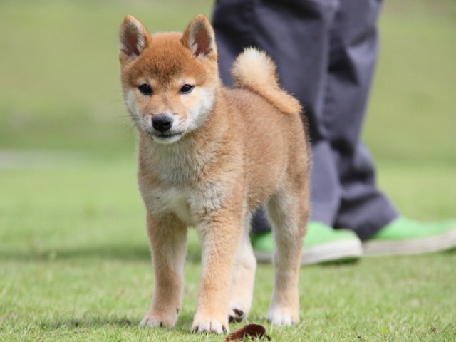 IMG_8170-shibainu-koinu IMG_8170-shibainu-koinu