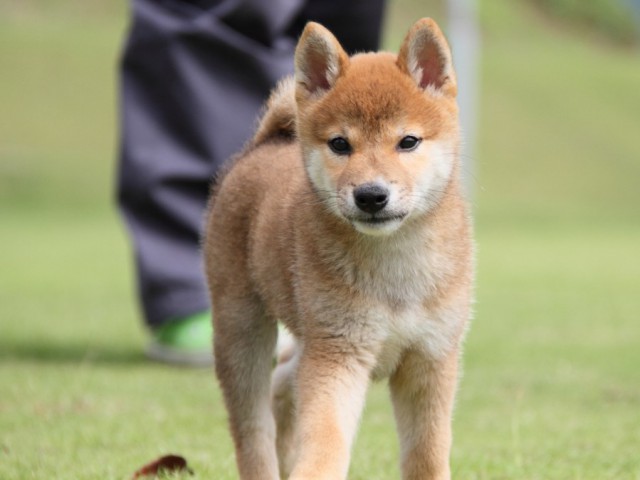 IMG_8176-shibainu-koinu IMG_8176-shibainu-koinu