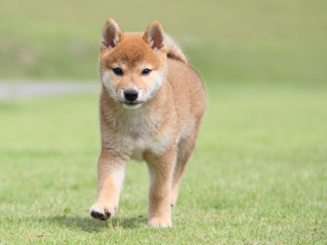 IMG_8190-shibainu-koinu IMG_8190-shibainu-koinu