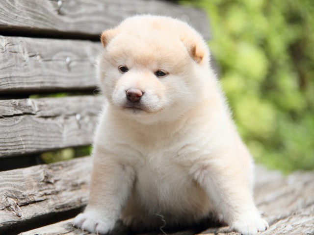 IMG_8255-shibainu-koinu IMG_8255-shibainu-koinu