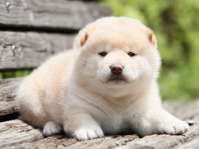 IMG_8273-shibainu-koinu IMG_8273-shibainu-koinu