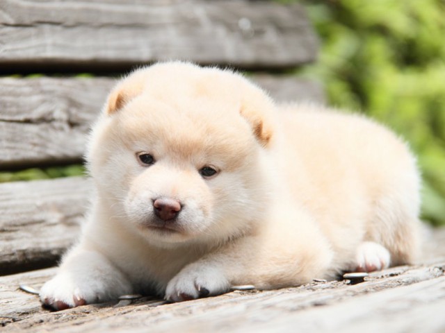 IMG_8295-shibainu-koinu IMG_8295-shibainu-koinu