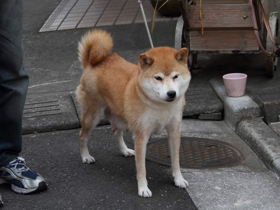 IMG_8347-shibainu-koinu