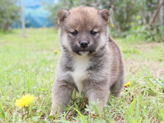IMG_8360-shibainu-koinu IMG_8360-shibainu-koinu