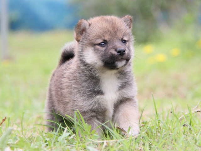 IMG_8412-shibainu-koinu IMG_8412-shibainu-koinu