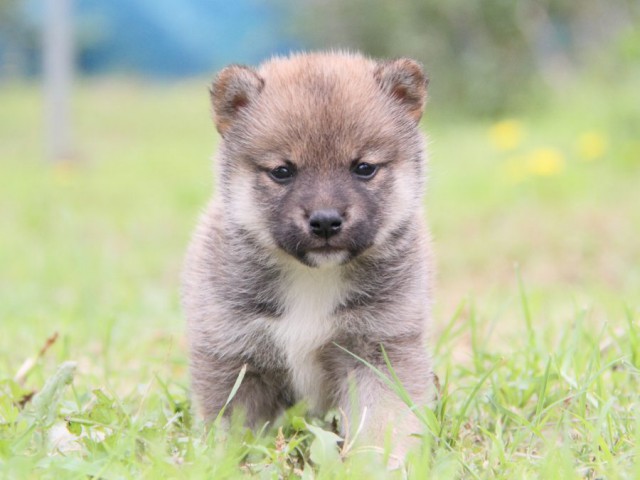 IMG_8422-shibainu-koinu IMG_8422-shibainu-koinu