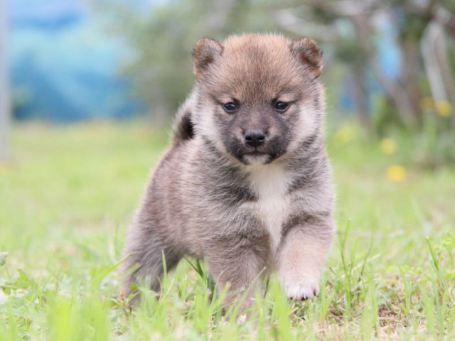 IMG_8437-shibainu-koinu IMG_8437-shibainu-koinu