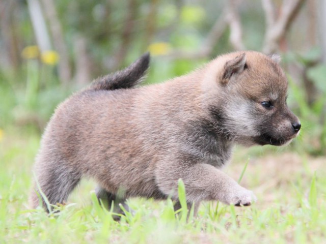 IMG_8458-shibainu-koinu IMG_8458-shibainu-koinu
