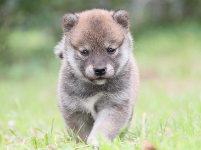 IMG_8475-shibainu-koinu IMG_8475-shibainu-koinu