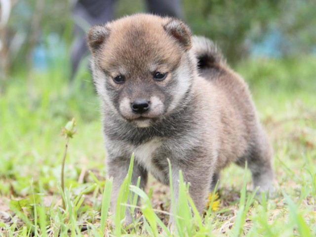 IMG_8487-shibainu-koinu IMG_8487-shibainu-koinu