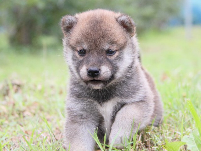 IMG_8509-shibainu-koinu IMG_8509-shibainu-koinu