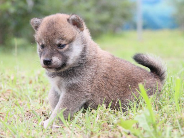 IMG_8521-shibainu-koinu IMG_8521-shibainu-koinu