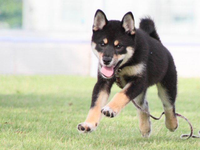 IMG_8548-shiba-puppy IMG_8548-shiba-puppy