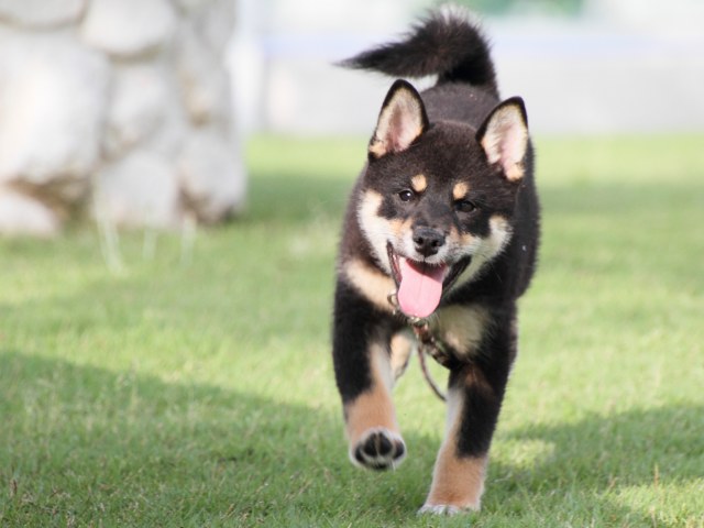 IMG_8550-shiba-puppy IMG_8550-shiba-puppy