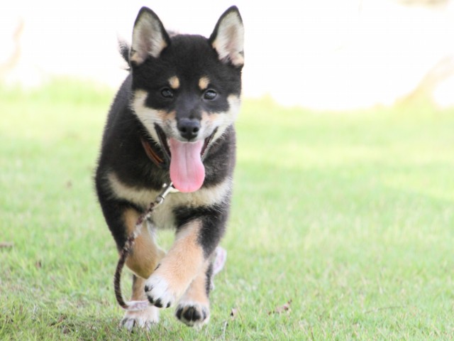 IMG_8592-shiba-puppy IMG_8592-shiba-puppy