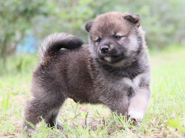IMG_8674-shibainu-koinu IMG_8674-shibainu-koinu