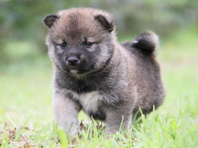 IMG_8720-shibainu-koinu IMG_8720-shibainu-koinu