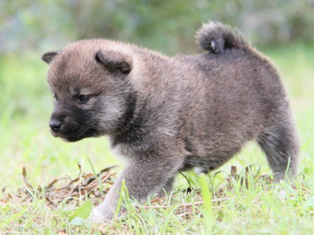 IMG_8724-shibainu-koinu IMG_8724-shibainu-koinu